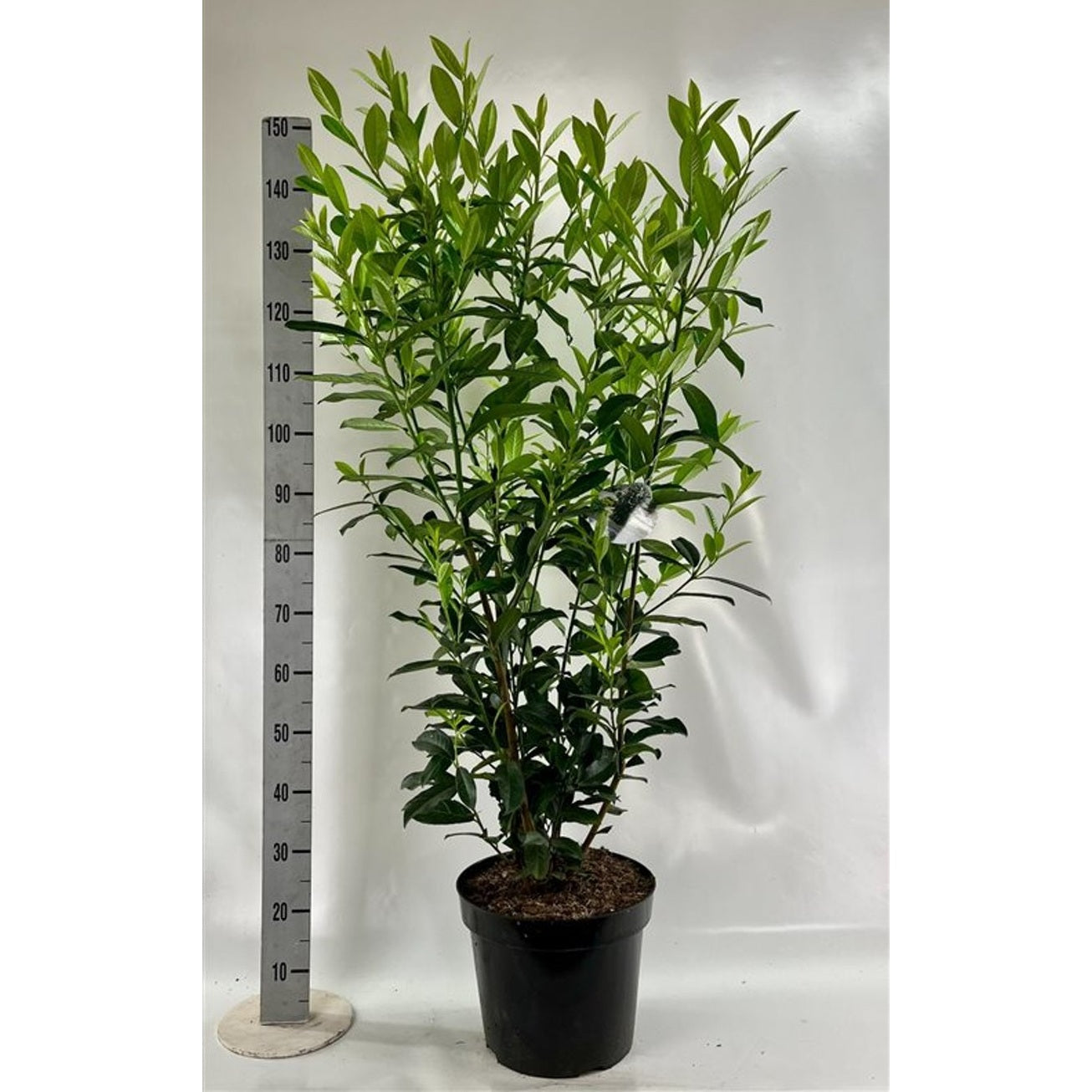 Lagerkörsbär – Prunus laurocerasus 'Genolia' - C12 125-150 CM